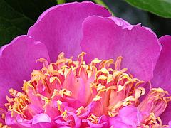 peony14j (8)